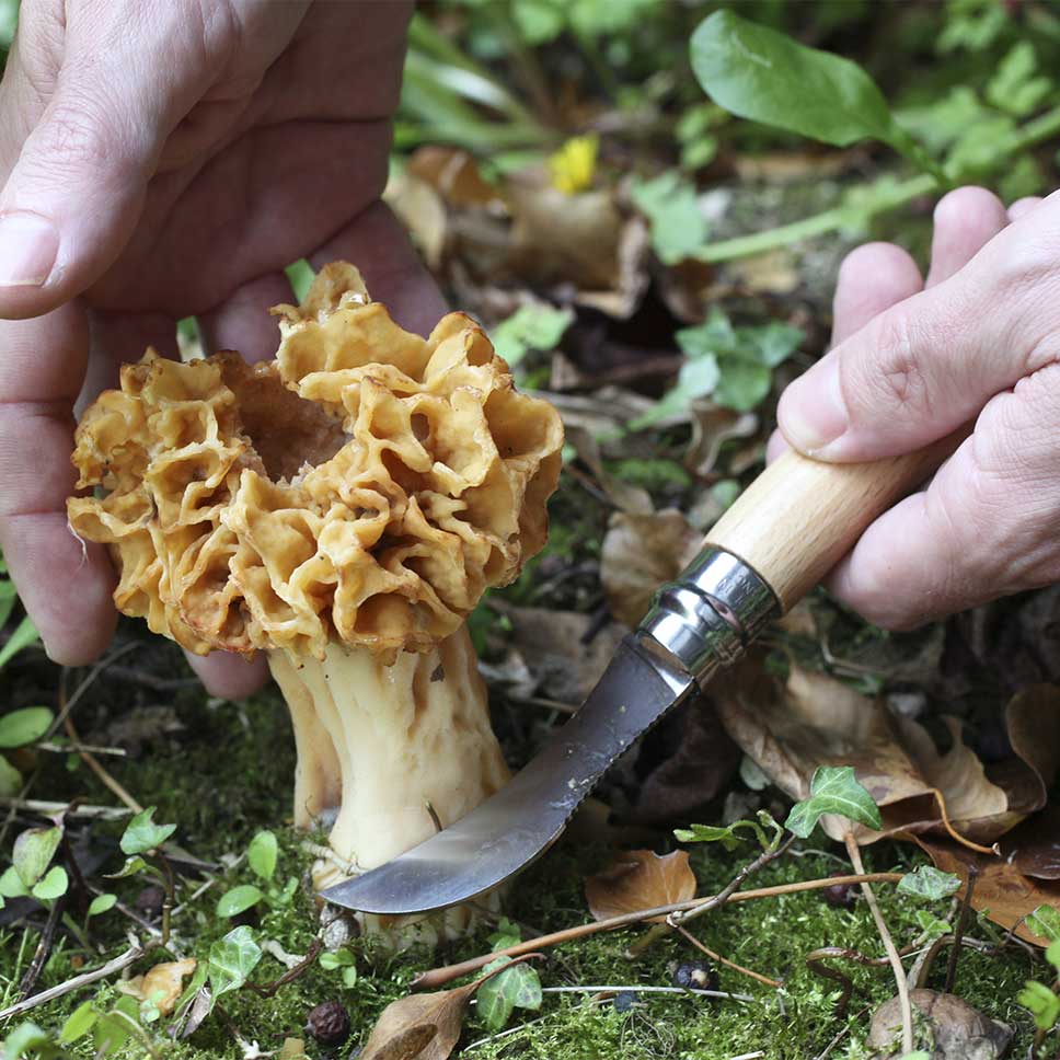 Mushroom Oak #8 with Sheath - Opinel Knife 70mm - Image 3